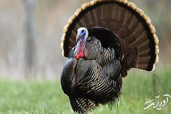 با خنگترین حیوانات دنیا آشنا بشید با خنگترین حیوانات دنیا آشنا بشید